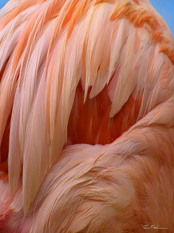 Caribbean Greater Flamingo Close-up of Back White Modern Wood Framed Art Print with Double Matting by Fitzharris, Tim