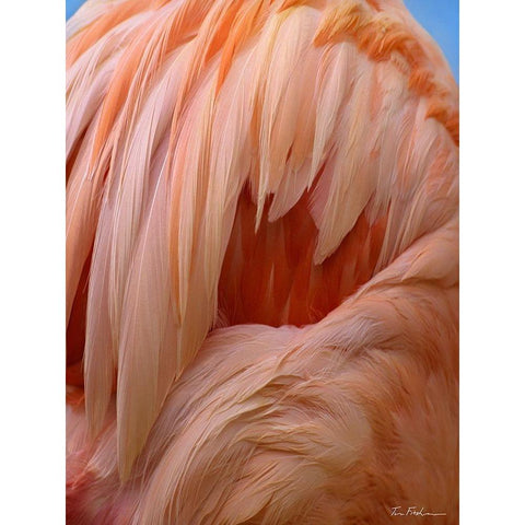 Caribbean Greater Flamingo Close-up of Back Black Modern Wood Framed Art Print by Fitzharris, Tim