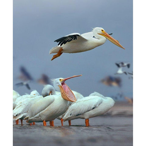 White Pelicans at Bolivar Flats-Texas Black Modern Wood Framed Art Print with Double Matting by Fitzharris, Tim