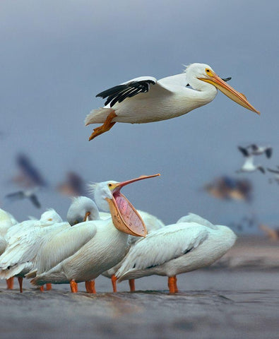 White Pelicans at Bolivar Flats-Texas White Modern Wood Framed Art Print with Double Matting by Fitzharris, Tim