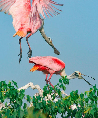 Roseate Spoonbills-HIgh Island-Texas USA White Modern Wood Framed Art Print with Double Matting by Fitzharris, Tim