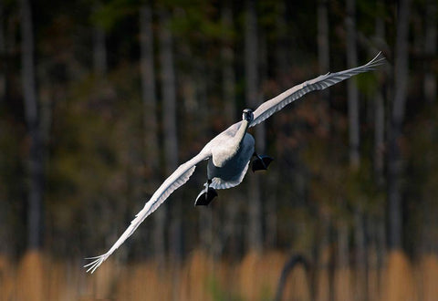 Trumpeter Swan-Arkansas I Black Ornate Wood Framed Art Print with Double Matting by Fitzharris, Tim