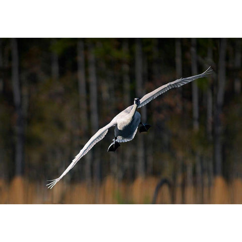 Trumpeter Swan-Arkansas I Black Modern Wood Framed Art Print by Fitzharris, Tim