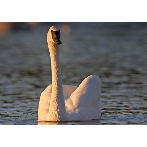 Trumpeter Swan-Arkansas II Black Modern Wood Framed Art Print by Fitzharris, Tim