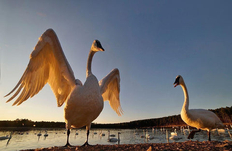 Trumpeter Swan-Arkansas III White Modern Wood Framed Art Print with Double Matting by Fitzharris, Tim