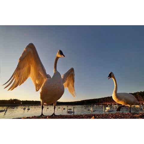 Trumpeter Swan-Arkansas III Black Modern Wood Framed Art Print by Fitzharris, Tim