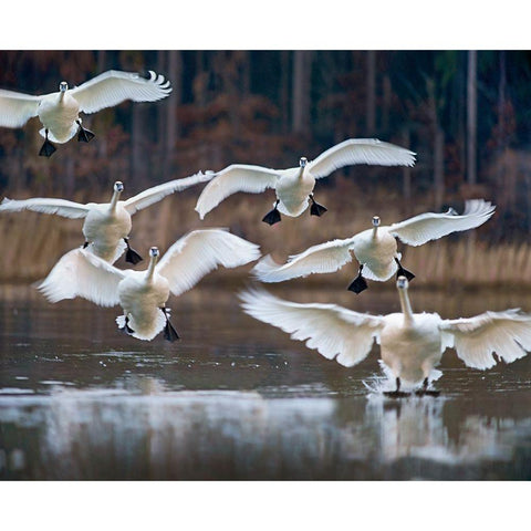 Trumpeter Swans Landing on Magness Lake-Arkansas I Gold Ornate Wood Framed Art Print with Double Matting by Fitzharris, Tim