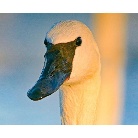 Trumpeter Swan-Magness Lake-Arkansas I White Modern Wood Framed Art Print by Fitzharris, Tim