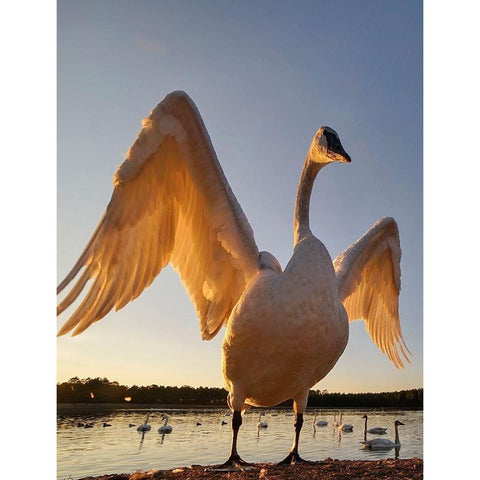 Trumpeter Swan-Magness Lake-Arkansas II Gold Ornate Wood Framed Art Print with Double Matting by Fitzharris, Tim