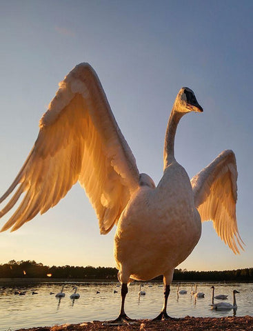 Trumpeter Swan-Magness Lake-Arkansas II Black Ornate Wood Framed Art Print with Double Matting by Fitzharris, Tim