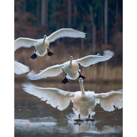 Trumpeter Swans Landing on Magness Lake-Arkansas II Black Modern Wood Framed Art Print with Double Matting by Fitzharris, Tim