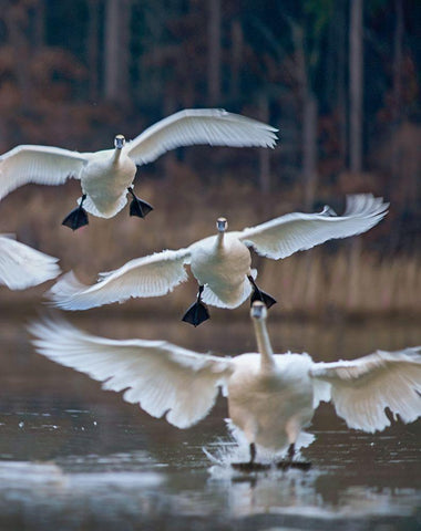 Trumpeter Swans Landing on Magness Lake-Arkansas II White Modern Wood Framed Art Print with Double Matting by Fitzharris, Tim