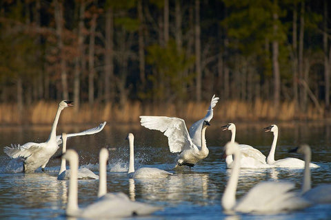 Trumpeter Swans Social Behaviour-Magness Lake-Arkansas White Modern Wood Framed Art Print with Double Matting by Fitzharris, Tim