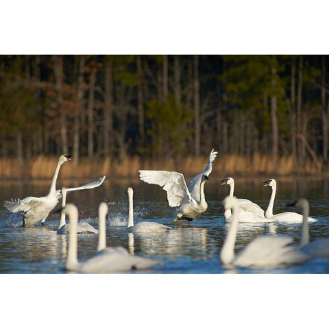 Trumpeter Swans Social Behaviour-Magness Lake-Arkansas White Modern Wood Framed Art Print by Fitzharris, Tim