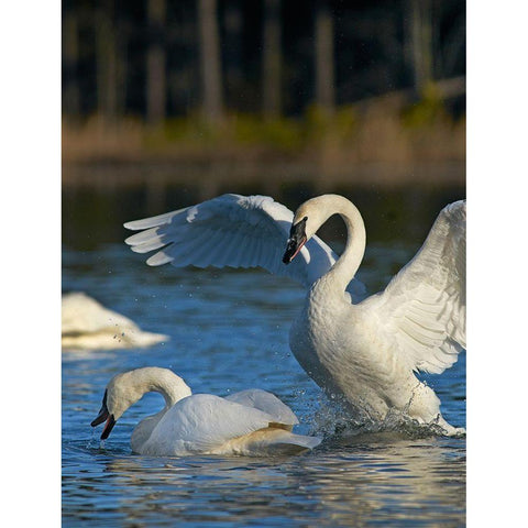 Trumpeter Swans Pair-Arkansas White Modern Wood Framed Art Print by Fitzharris, Tim