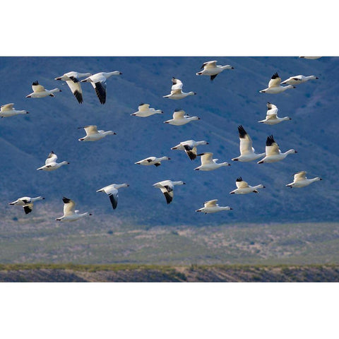 Snow Geese-Bosque del Apache National Wildlife Refuge-New Mexico II Black Modern Wood Framed Art Print with Double Matting by Fitzharris, Tim