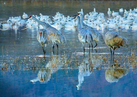 Sandhill Cranes-Bosque del Apache National Wildlife Refuge-New Mexico I Black Ornate Wood Framed Art Print with Double Matting by Fitzharris, Tim