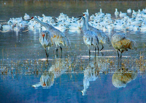 Sandhill Cranes-Bosque del Apache National Wildlife Refuge-New Mexico I White Modern Wood Framed Art Print with Double Matting by Fitzharris, Tim