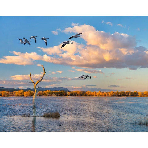 Snow Geese-Bosque del Apache National Wildlife Refuge-New Mexico II White Modern Wood Framed Art Print by Fitzharris, Tim