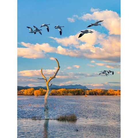 Snow Geese-Bosque del Apache National Wildlife Refuge-New Mexico III White Modern Wood Framed Art Print by Fitzharris, Tim