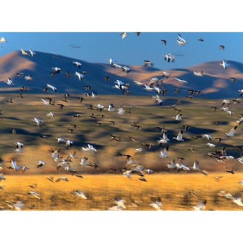 Snow Geese and Sandhill Cranes-Bosque del Apache National Wildlife Refuge-New Mexico White Modern Wood Framed Art Print by Fitzharris, Tim