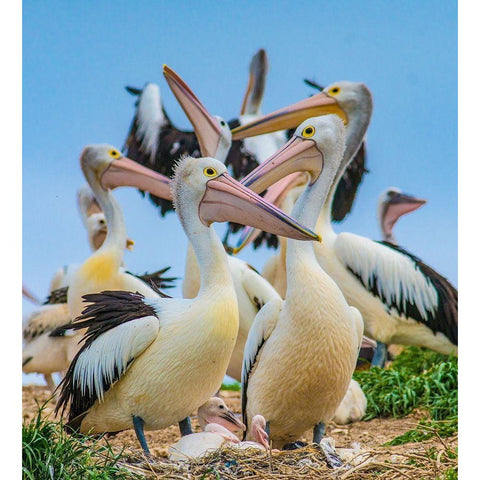 Australian Pelican Colony-Penguin Island-Australia I Black Modern Wood Framed Art Print with Double Matting by Fitzharris, Tim