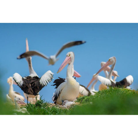 Australian Pelican Colony-Penguin Island-Australia II Black Modern Wood Framed Art Print with Double Matting by Fitzharris, Tim