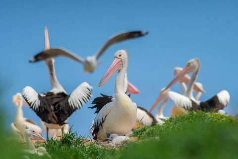 Australian Pelican Colony-Penguin Island-Australia II Black Ornate Wood Framed Art Print with Double Matting by Fitzharris, Tim