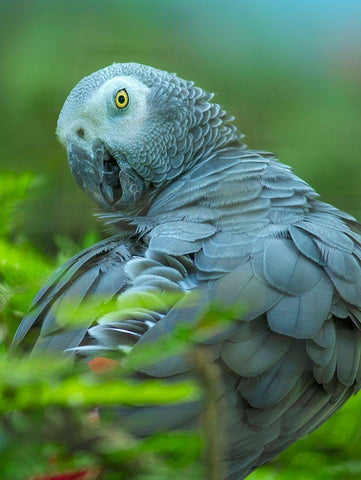 African Gray Parrot Portrait II White Modern Wood Framed Art Print with Double Matting by Fitzharris, Tim