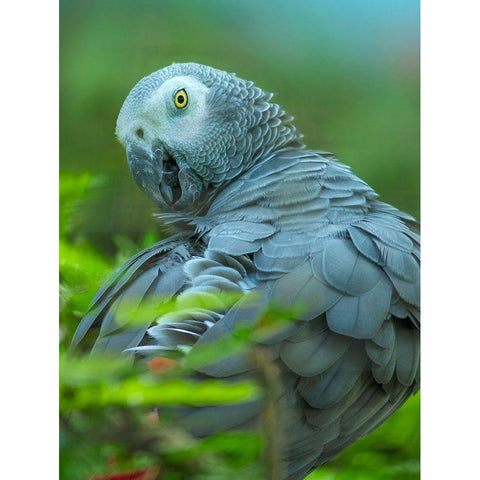 African Gray Parrot Portrait II Gold Ornate Wood Framed Art Print with Double Matting by Fitzharris, Tim