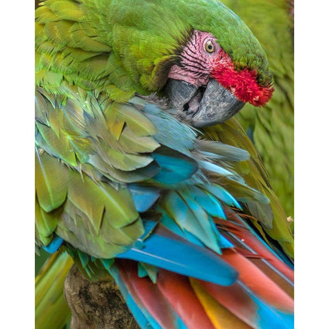 Blue Macaw Preening I Black Modern Wood Framed Art Print with Double Matting by Fitzharris, Tim