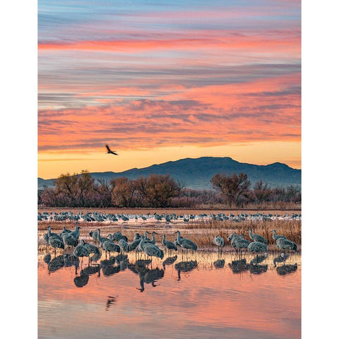 Sandhill Cranes-Bosque del Apache National Wildlife Refuge-New Mexico III Black Modern Wood Framed Art Print with Double Matting by Fitzharris, Tim