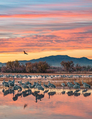 Sandhill Cranes-Bosque del Apache National Wildlife Refuge-New Mexico III White Modern Wood Framed Art Print with Double Matting by Fitzharris, Tim