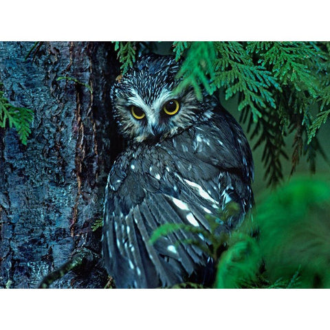 Northern Saw-whet Owl Mantling Prey British Columbia White Modern Wood Framed Art Print by Fitzharris, Tim