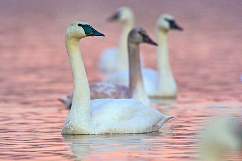 Trumpeter Swans at Twilight-Arkansas I White Modern Wood Framed Art Print with Double Matting by Fitzharris, Tim