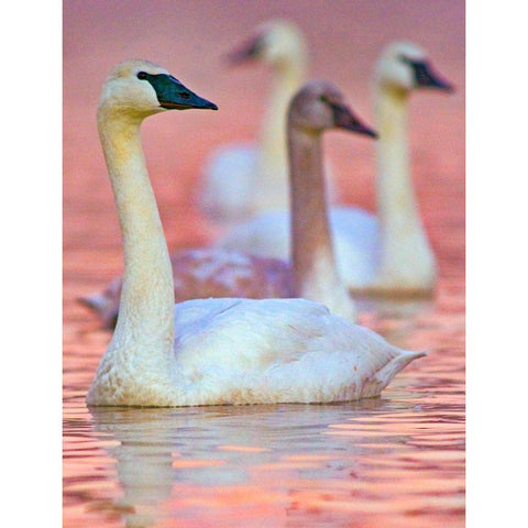 Trumpeter Swans at Twilight-Arkansas II Black Modern Wood Framed Art Print with Double Matting by Fitzharris, Tim