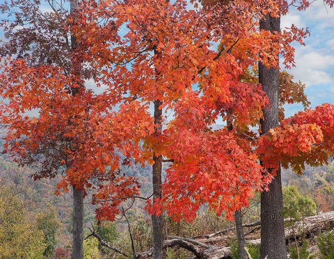 Red Maples-Ponca Wilderness-Arkansas Black Ornate Wood Framed Art Print with Double Matting by Fitzharris, Tim