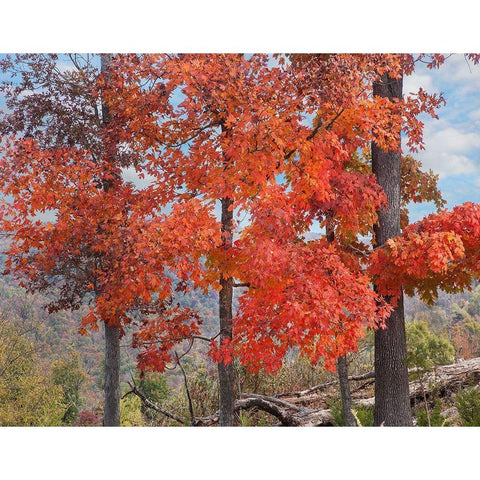 Red Maples-Ponca Wilderness-Arkansas Gold Ornate Wood Framed Art Print with Double Matting by Fitzharris, Tim