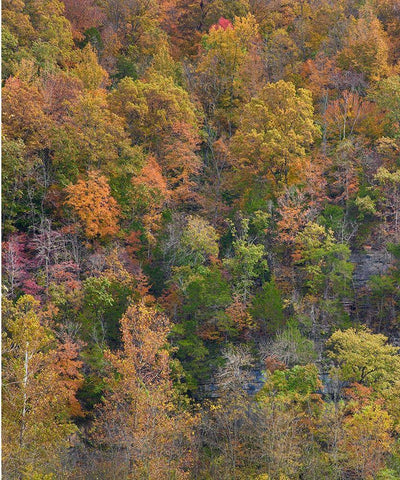 Boxley Valley-Buffalo National River-Arkansas White Modern Wood Framed Art Print with Double Matting by Fitzharris, Tim