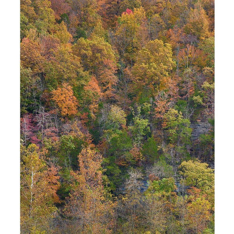 Boxley Valley-Buffalo National River-Arkansas Gold Ornate Wood Framed Art Print with Double Matting by Fitzharris, Tim