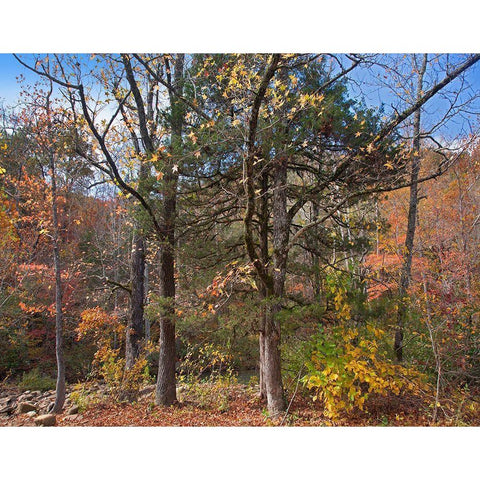 Ozark St Francis National Forest-Arkansas White Modern Wood Framed Art Print by Fitzharris, Tim