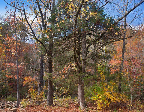 Ozark St Francis National Forest-Arkansas Black Ornate Wood Framed Art Print with Double Matting by Fitzharris, Tim