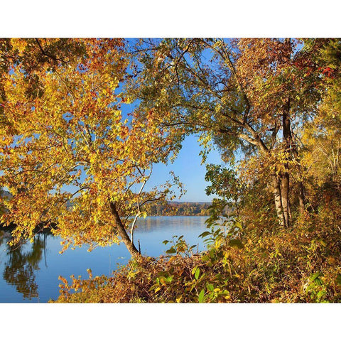 Lake Sequoyah Autumn-Arkansas Gold Ornate Wood Framed Art Print with Double Matting by Fitzharris, Tim