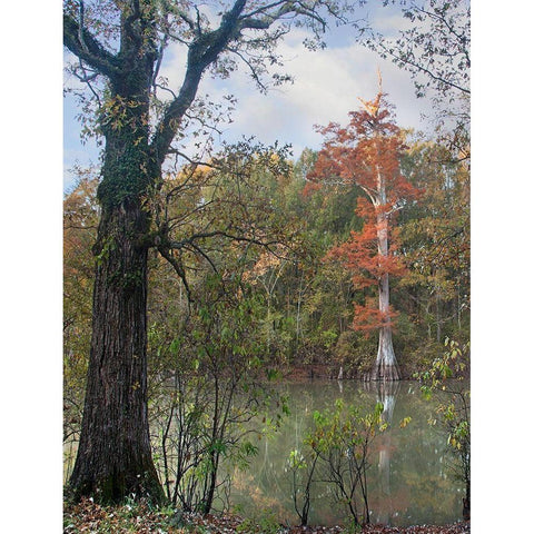 White River-White River National Wildlife Refuge-Arkansas Black Modern Wood Framed Art Print with Double Matting by Fitzharris, Tim