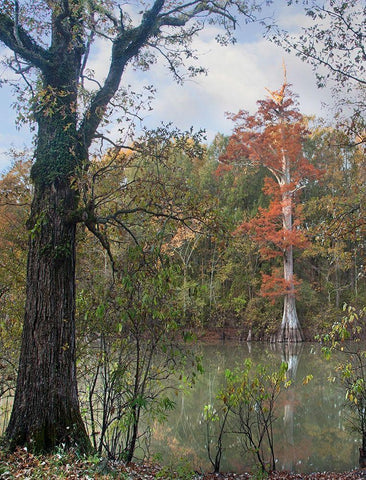 White River-White River National Wildlife Refuge-Arkansas Black Ornate Wood Framed Art Print with Double Matting by Fitzharris, Tim