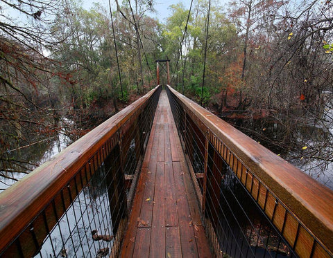 Santa Fe River-OLeno State Park-Florida White Modern Wood Framed Art Print with Double Matting by Fitzharris, Tim