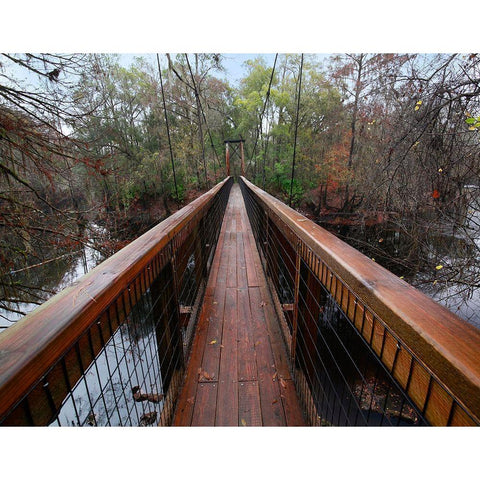 Santa Fe River-OLeno State Park-Florida White Modern Wood Framed Art Print by Fitzharris, Tim