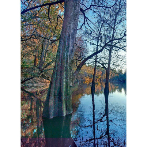 Suwanee River-Suwanee River State Park-Florida White Modern Wood Framed Art Print by Fitzharris, Tim