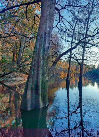 Suwanee River-Suwanee River State Park-Florida Black Ornate Wood Framed Art Print with Double Matting by Fitzharris, Tim