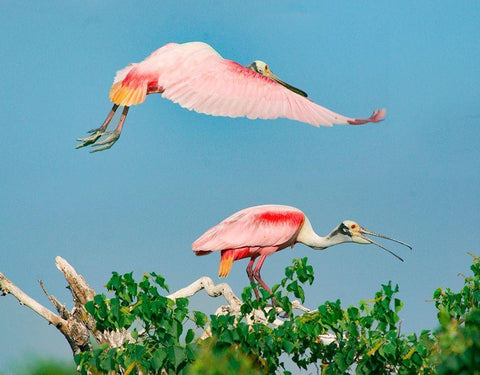 Roseate Spoonbills on nest-High Island-Texas USA White Modern Wood Framed Art Print with Double Matting by Fitzharris, Tim